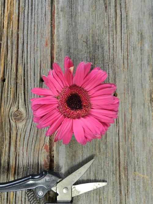 MAILBU HOT PINK GERBERA